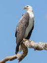 White-bellied Sea Eagle-9157.jpg